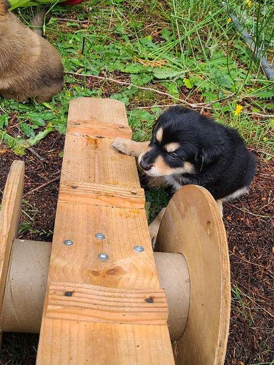 chinook dog
